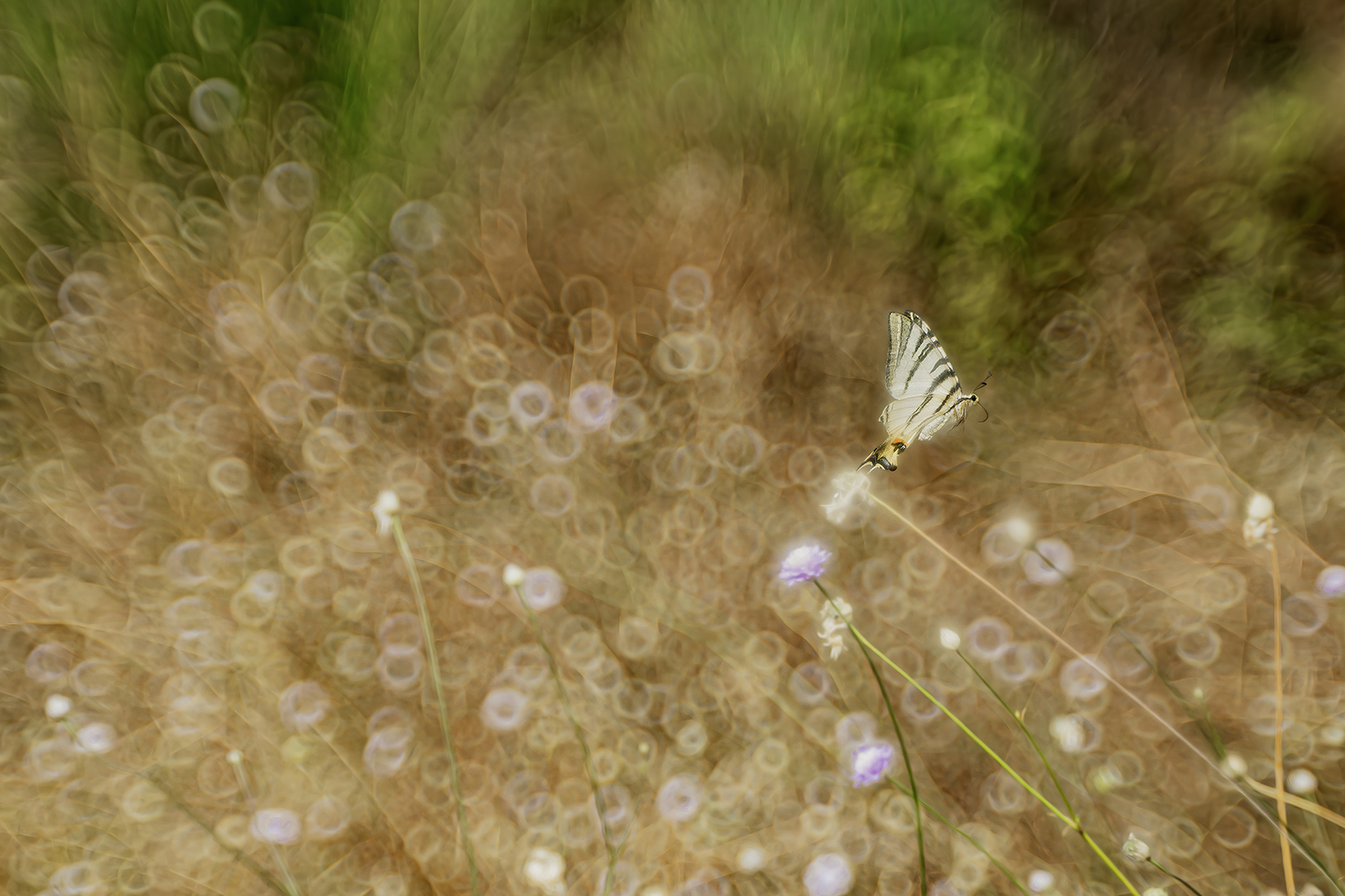 Io spicco il volo...