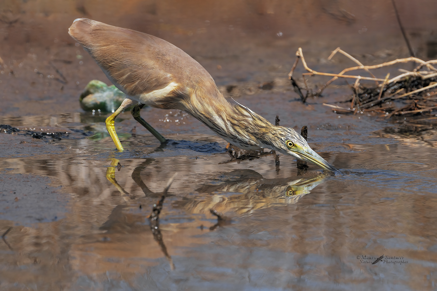 Sgarza-ciuffetto_DSC05113