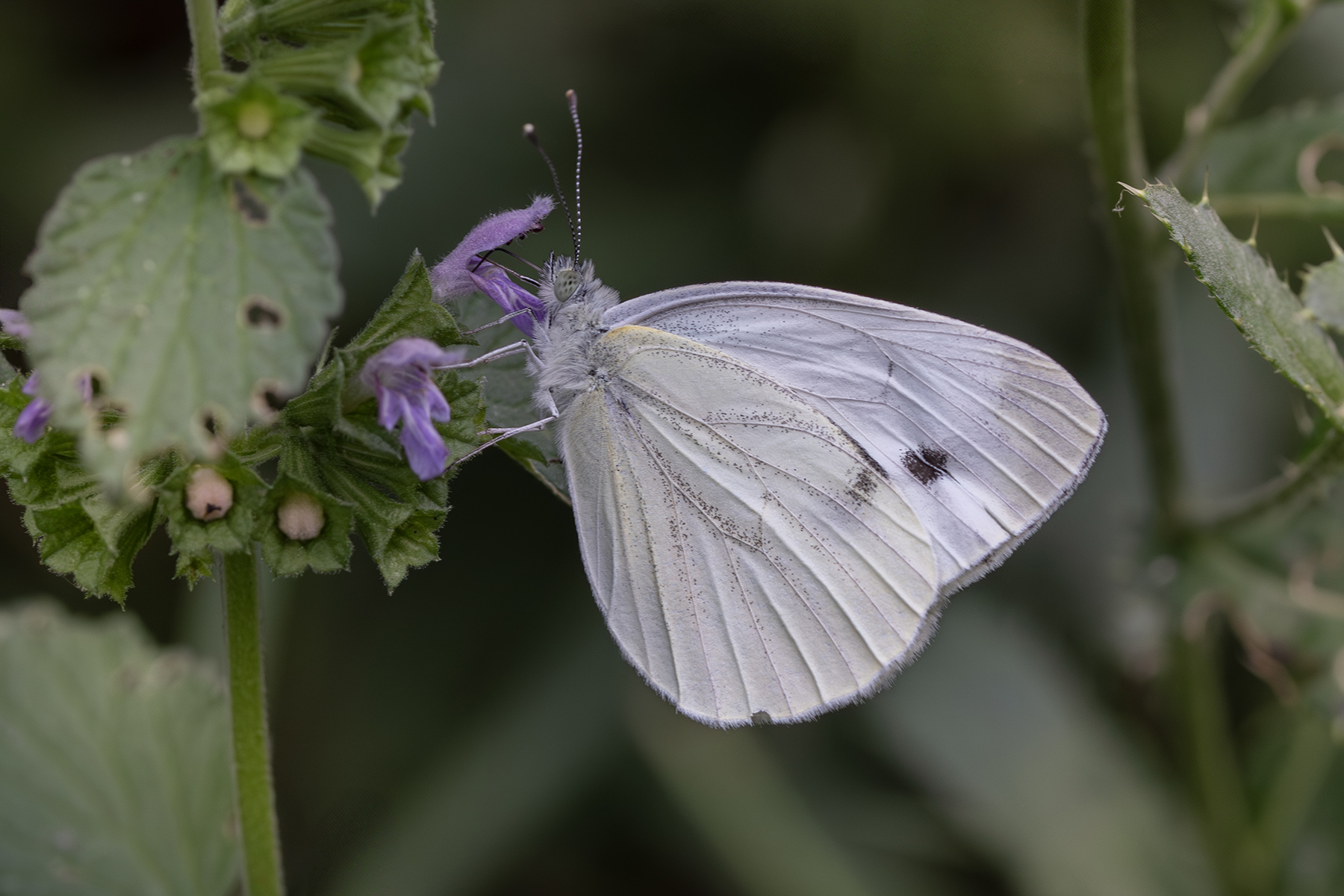 Macro_Lariano_Ago2024_3