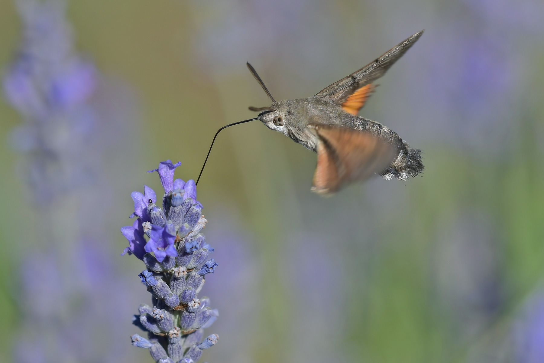 Macroglossum