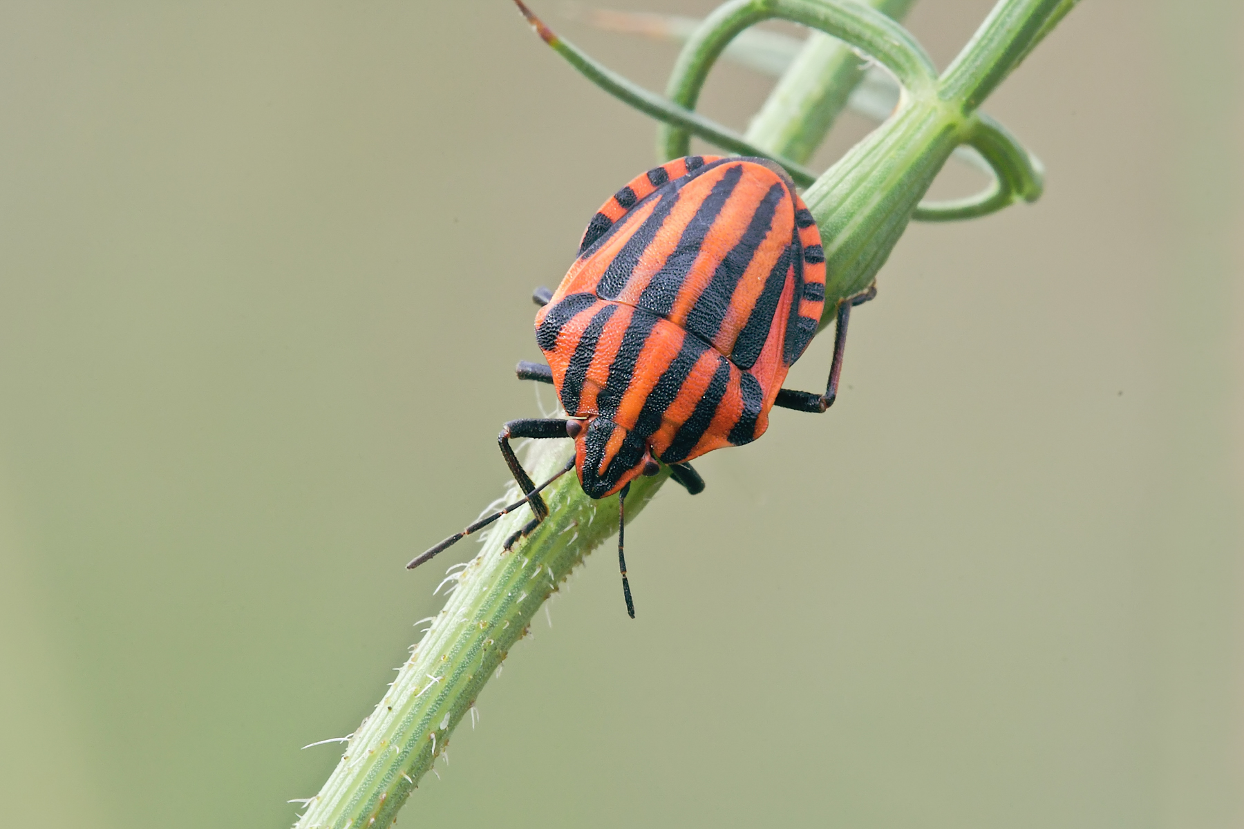 Graphosoma lineatus