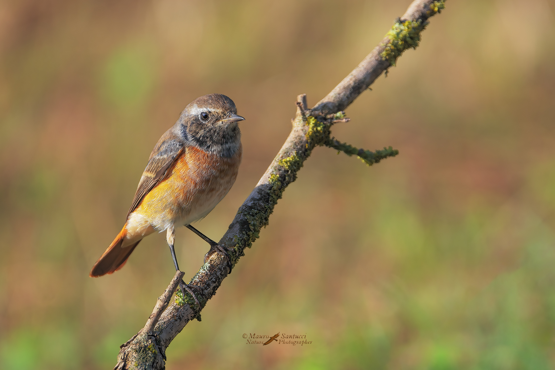 Codirosso_Phoenicurus-phoenicurus_DSC04715