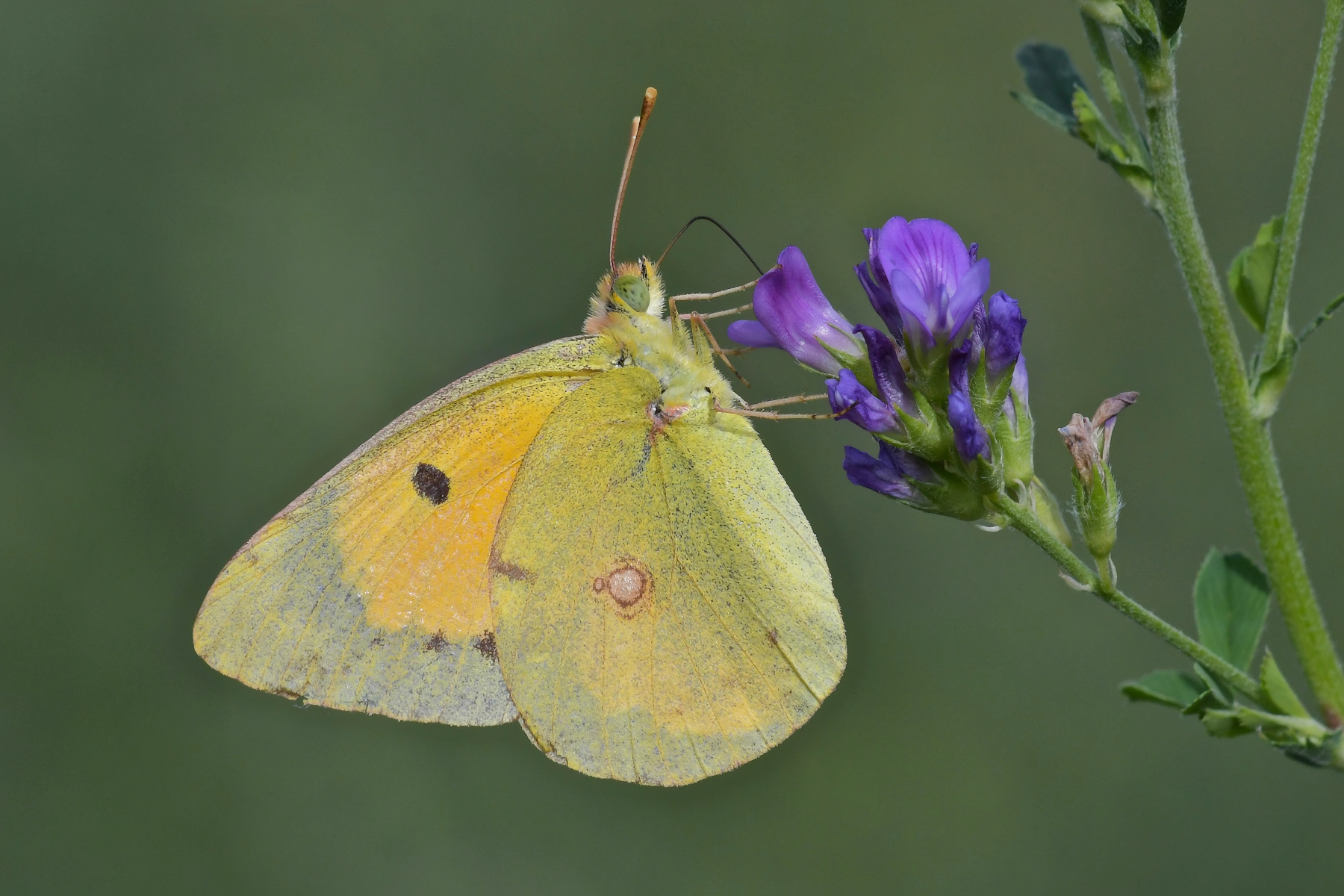 Colias crocea in alimentazione