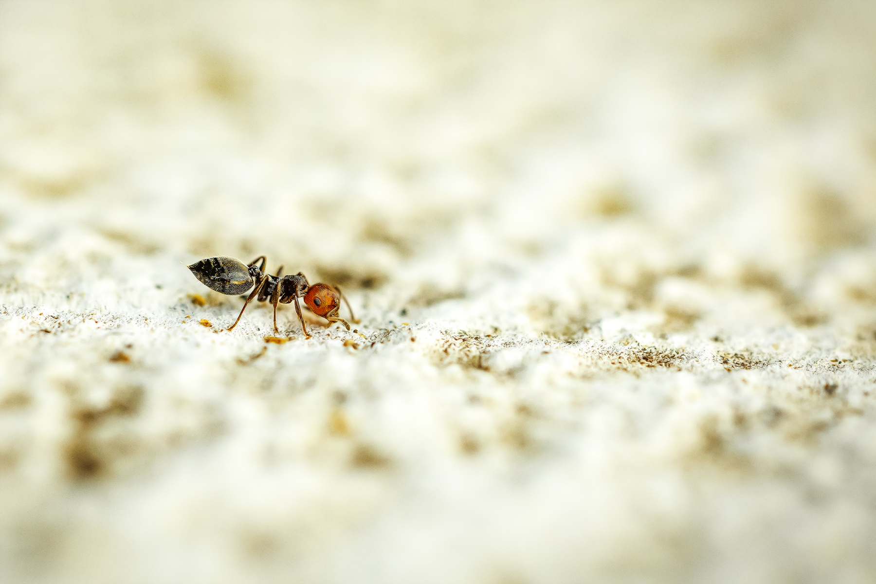 Scatti in libert� ... la formichina  s'� smarrita...