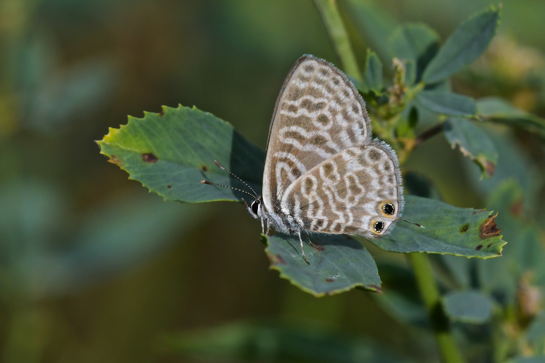 Leptotes pirithous