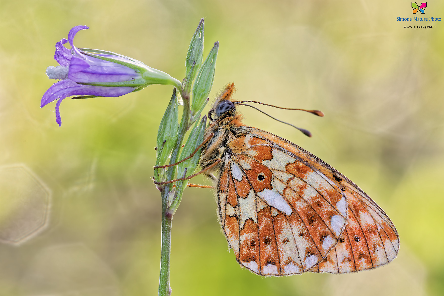 Boloria euphrosyne