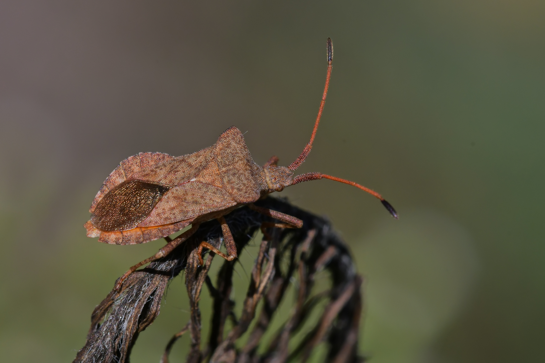 Coreus marginatus