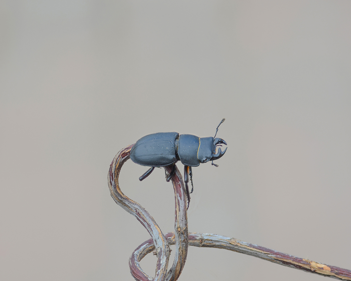 cervo volante femmina