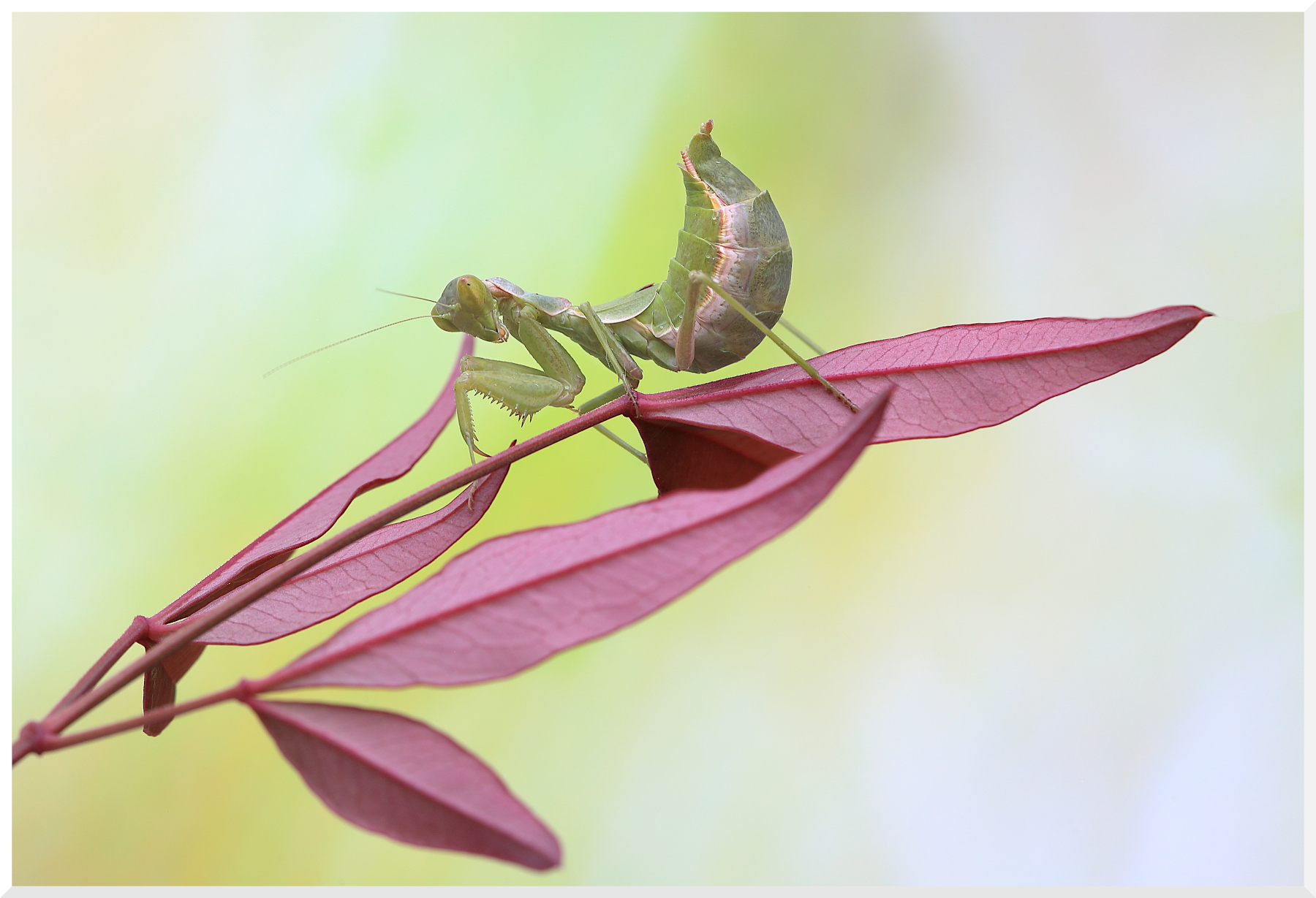 Ameles Spallanzania femmina
