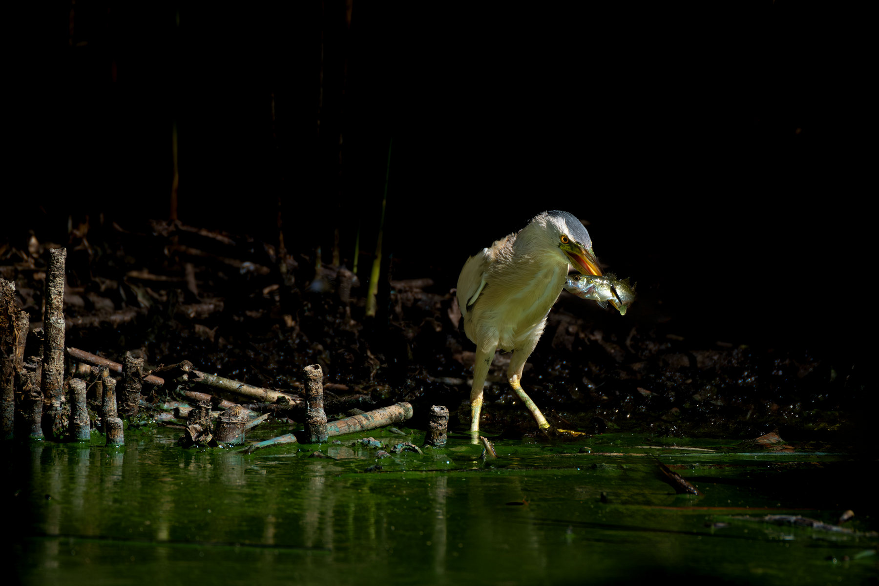 Tarabusino con preda