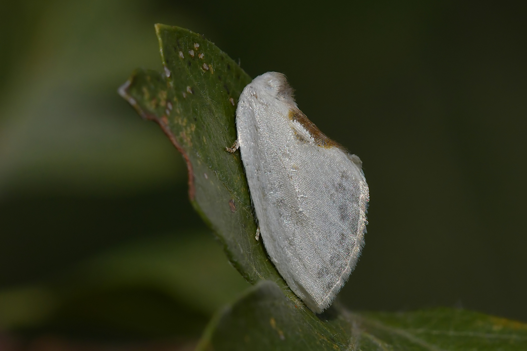 Piccola falena