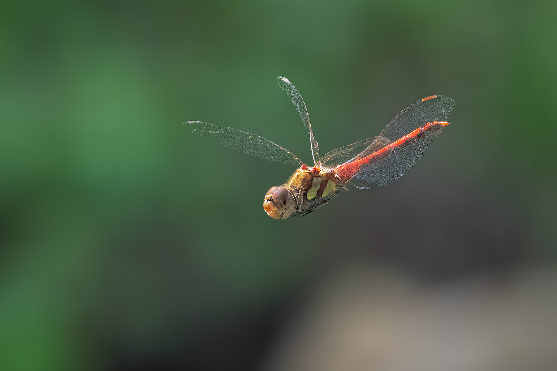 Sympetrum-striolatum_DSC05901