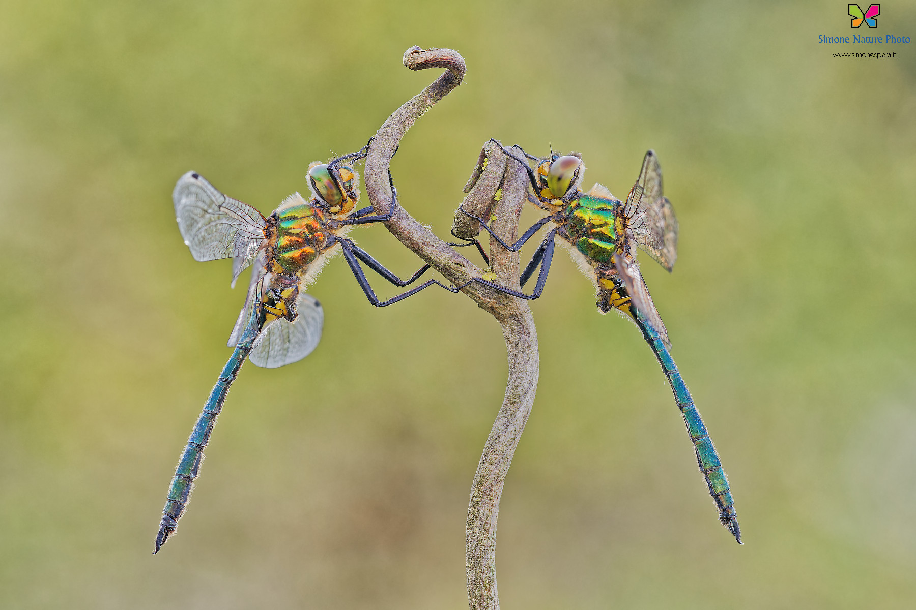 Somatochlora meridionalis �