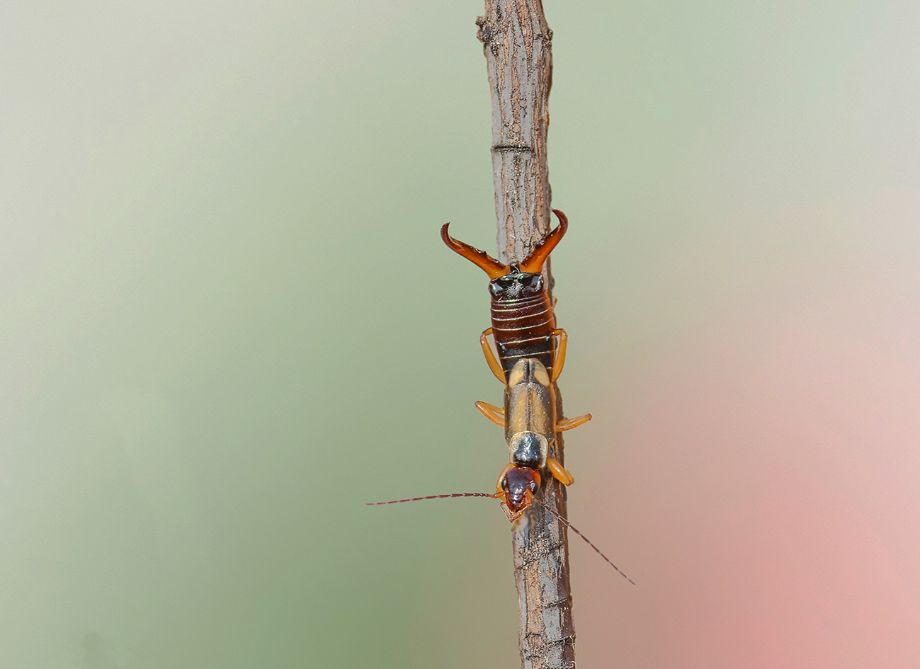 furficula auricularia