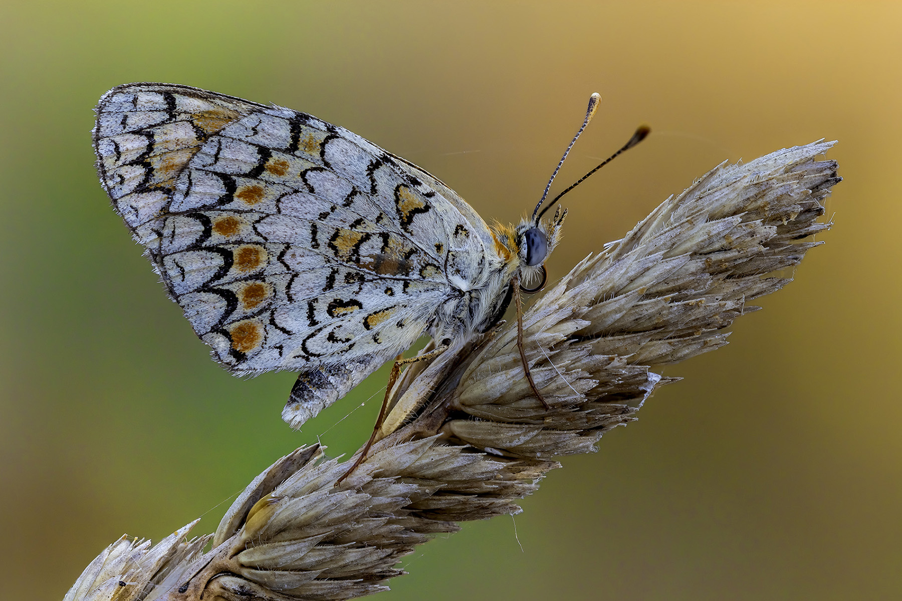 Melitaea phoebe