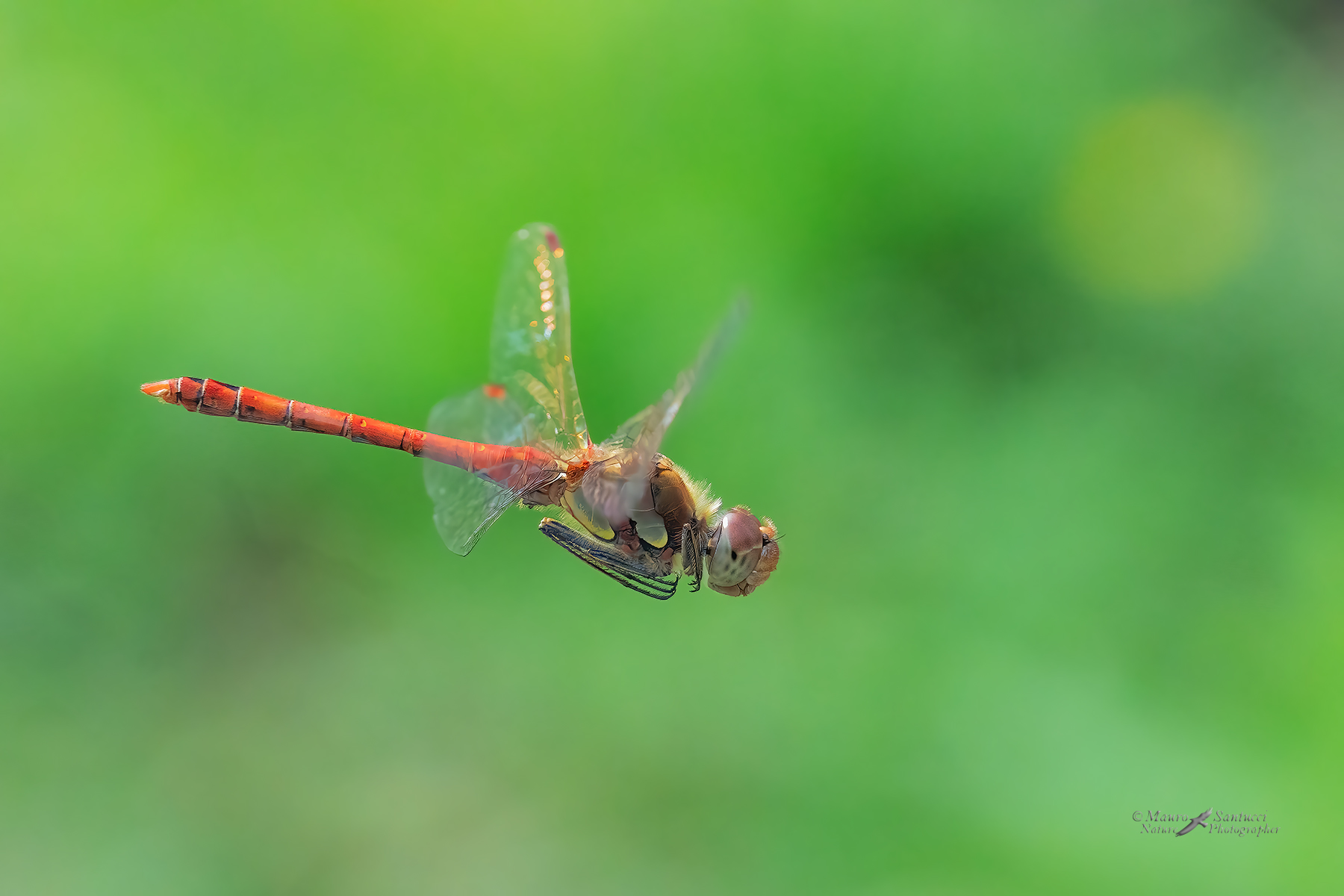 Sympetrum-striolatum_DSC06178