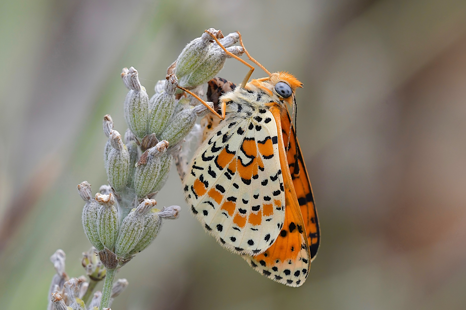 Melitaea appena sfarfallata