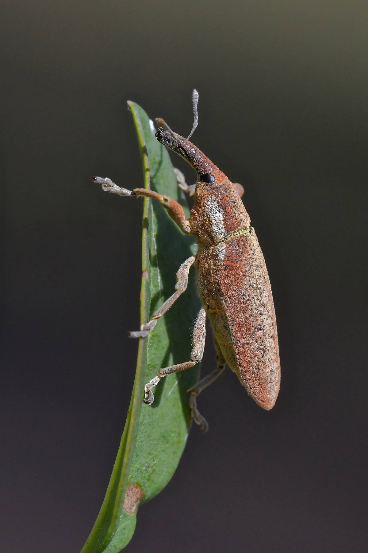 Lixus pulverulentus