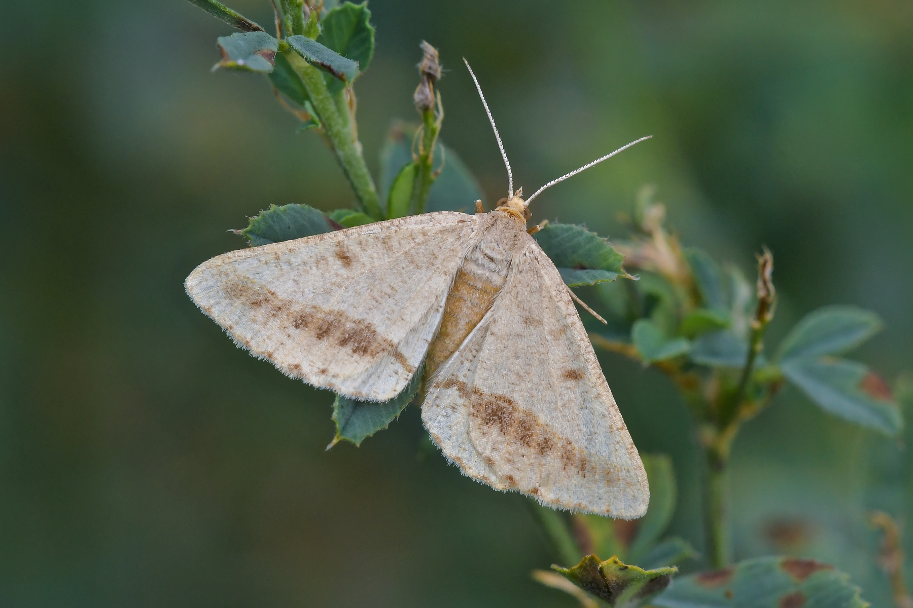 Isturgia arenacearia