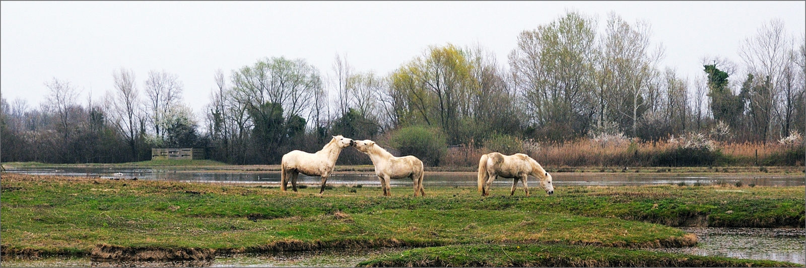 Isola della Cona (GO)