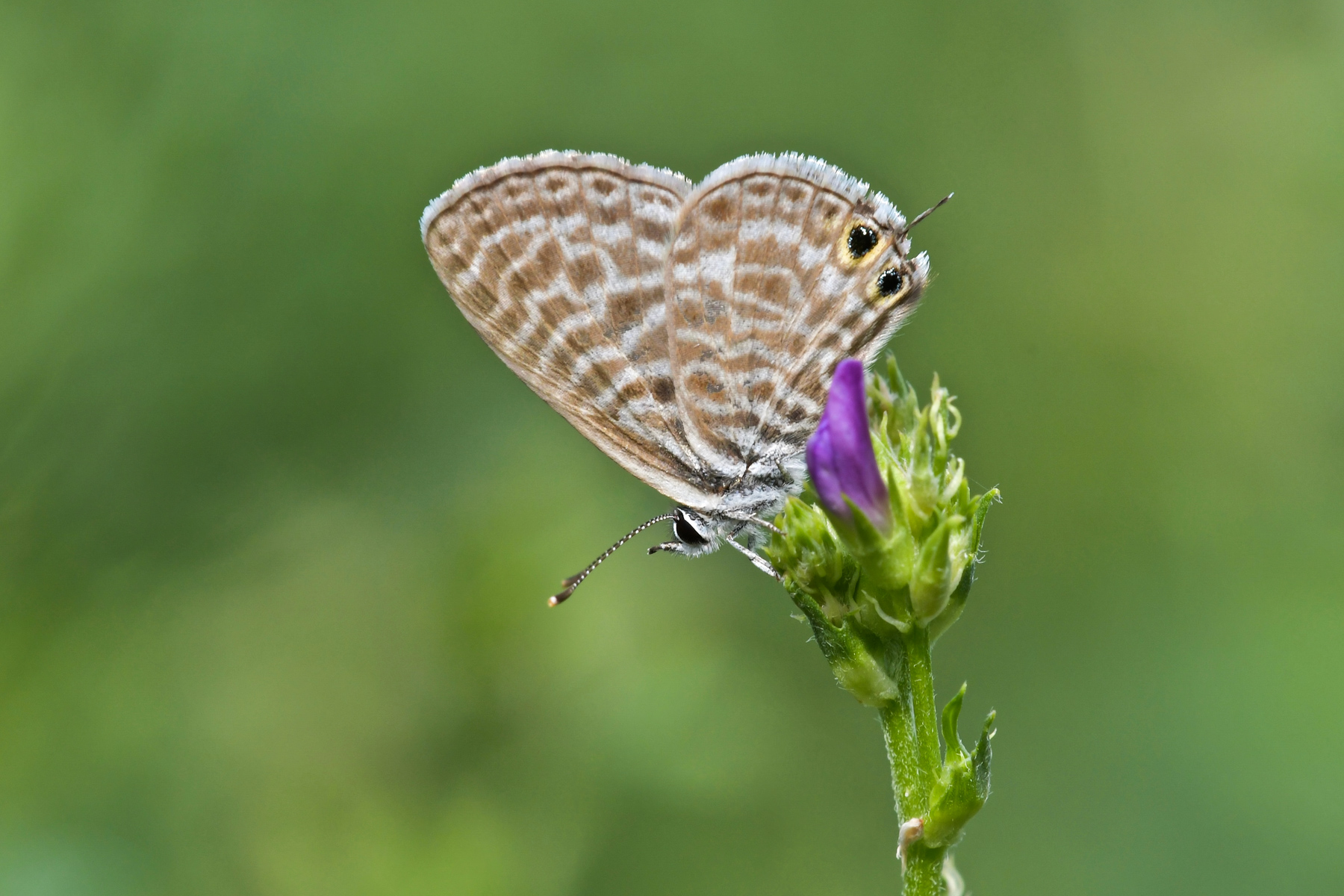 Leptotes pirithous