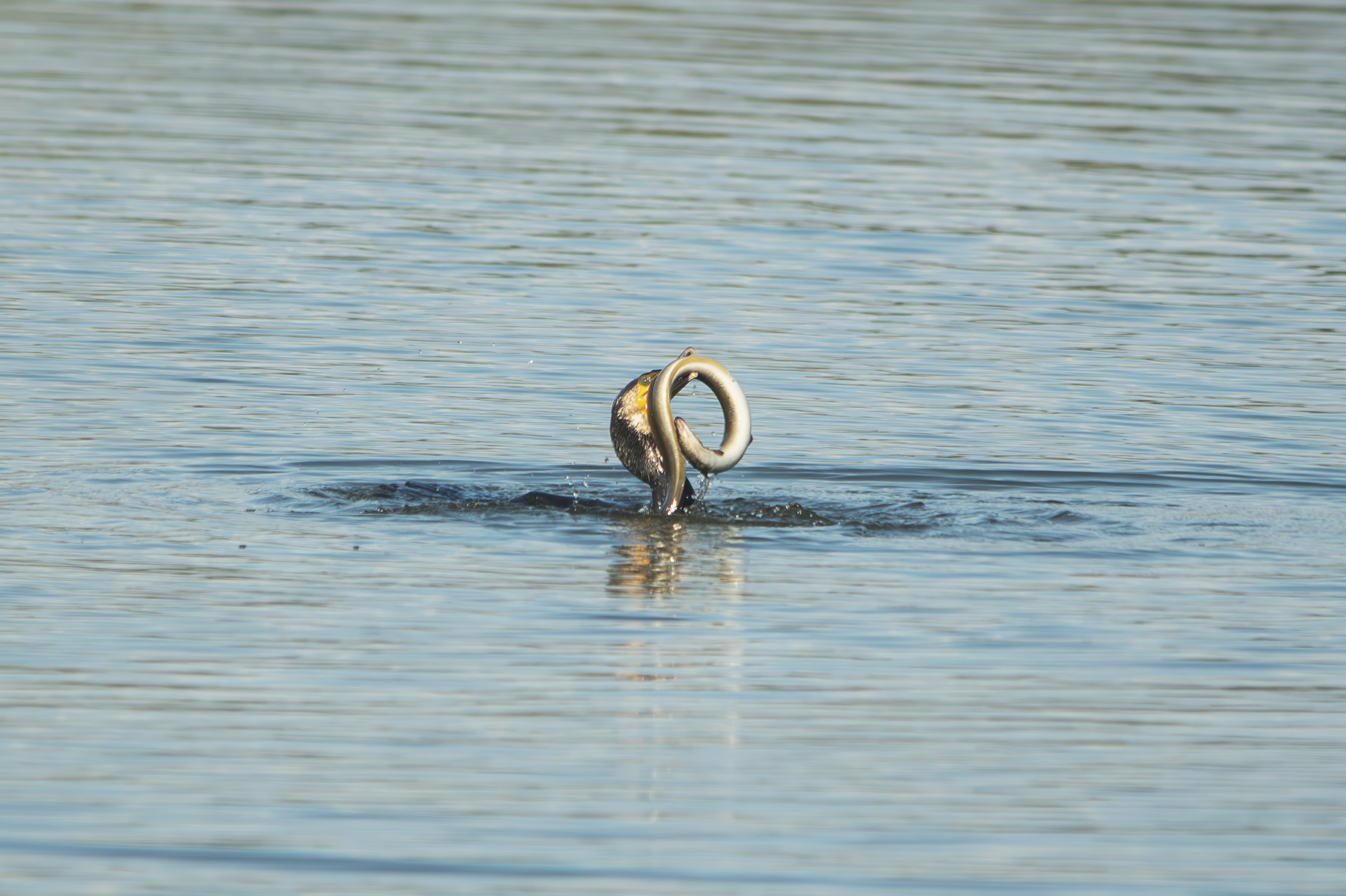 Naturalistica_Sabaudia_LT_Ott2024_5