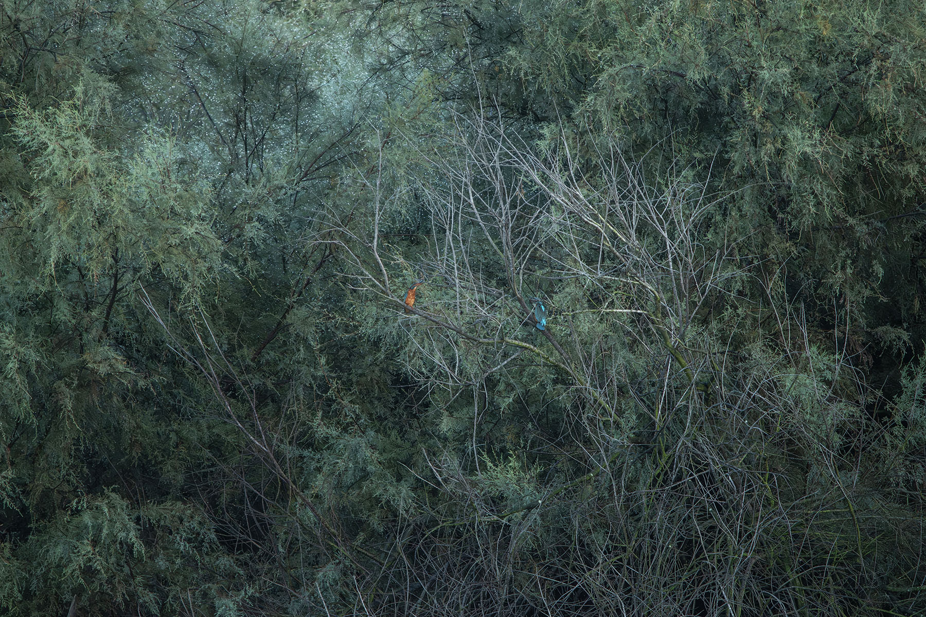 Naturalistica_Sabaudia_LT_Ott2024_6