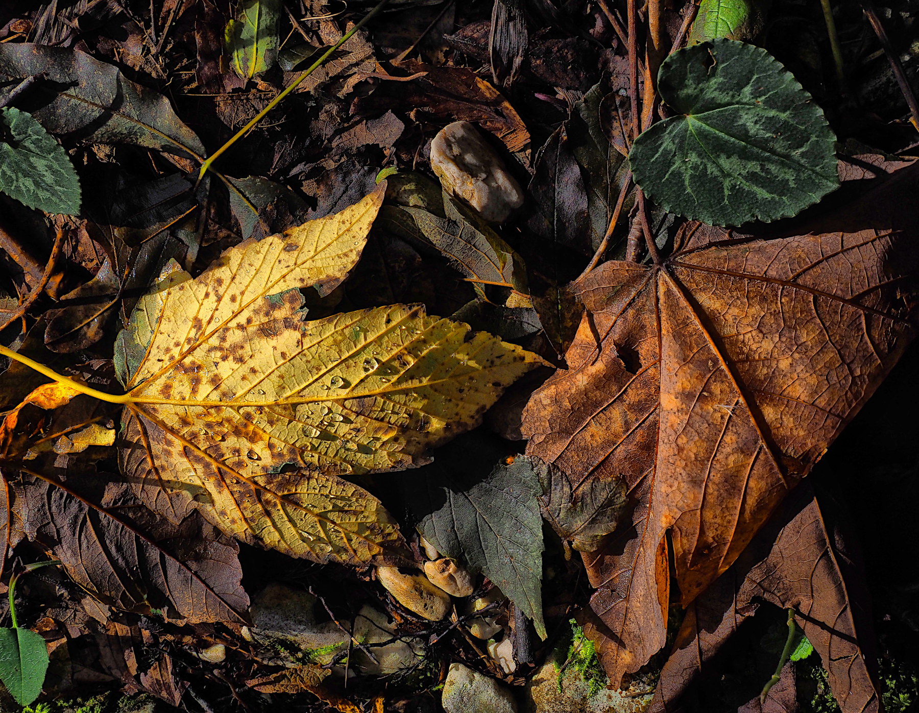 sottobosco d'autunno
