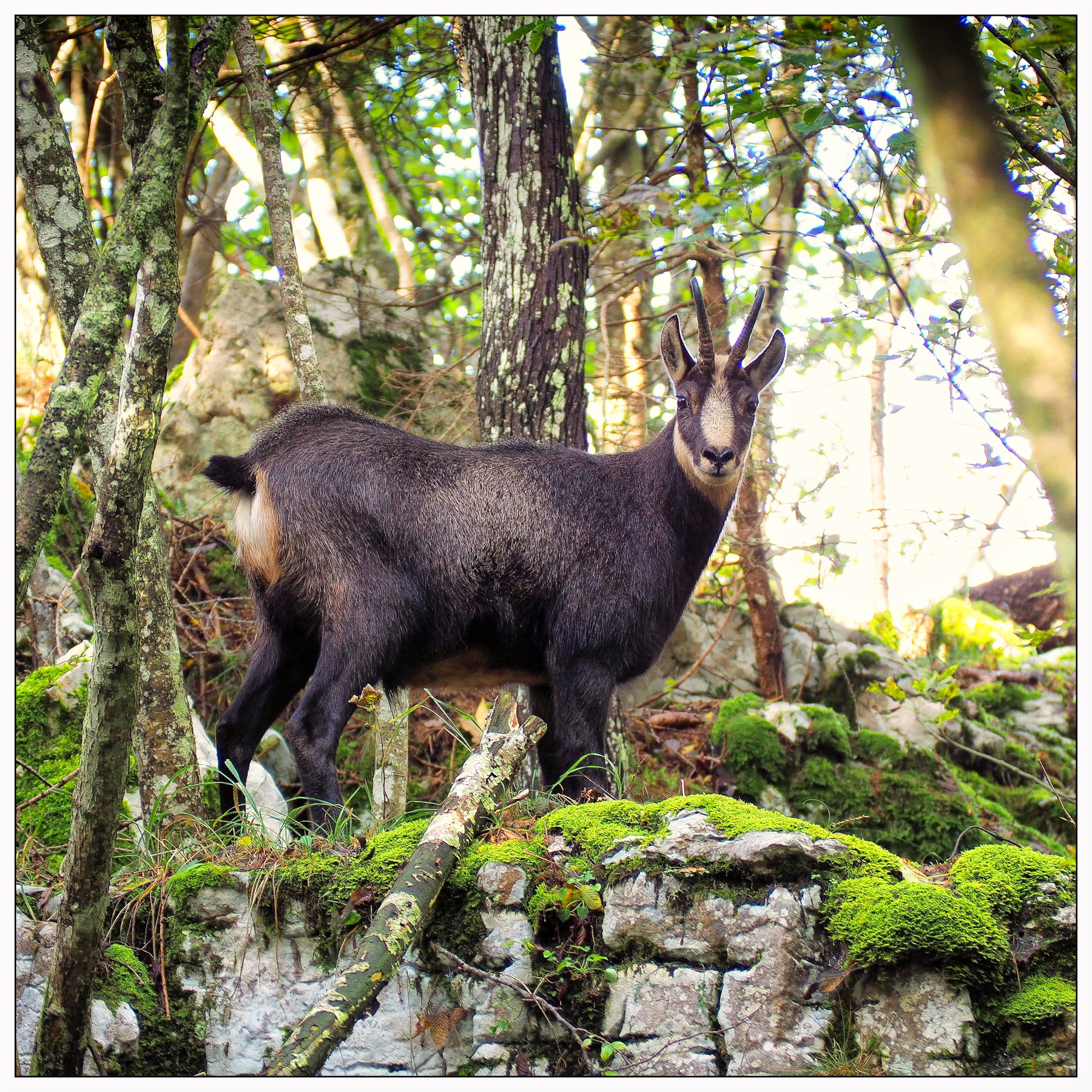 camoscio nel bosco in controluce
