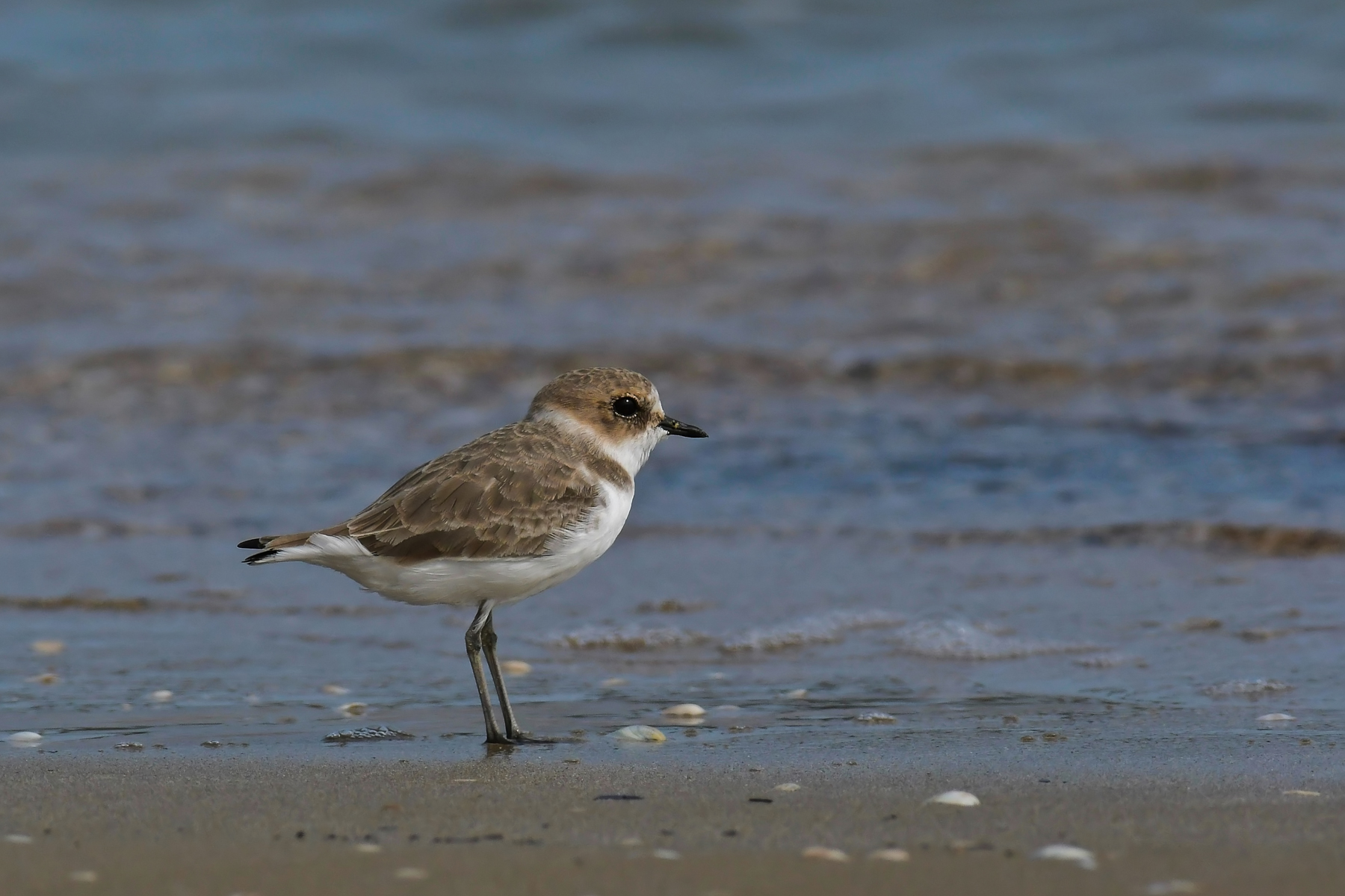 Fratino in riflessione
