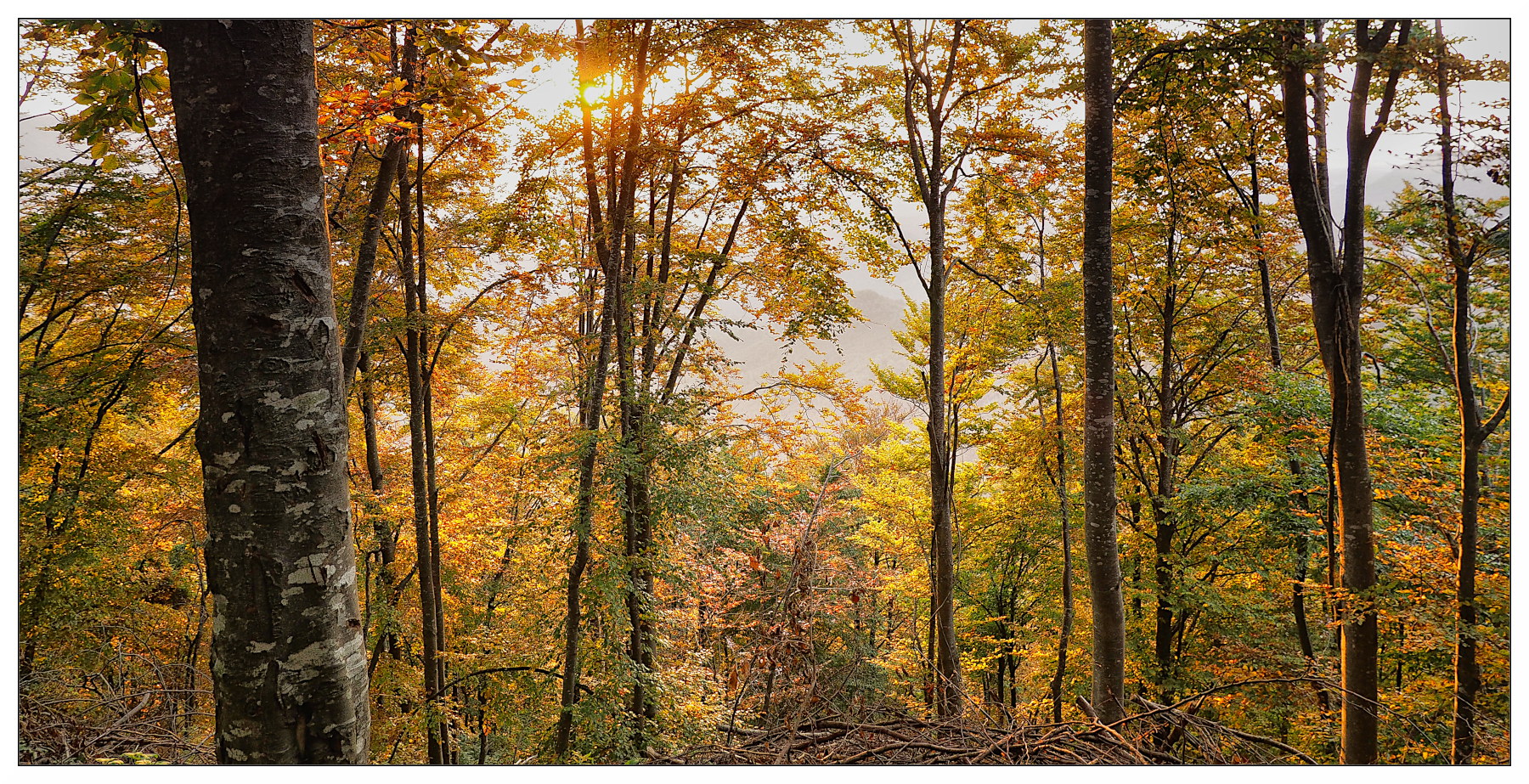 controluce nel bosco d'ottobre