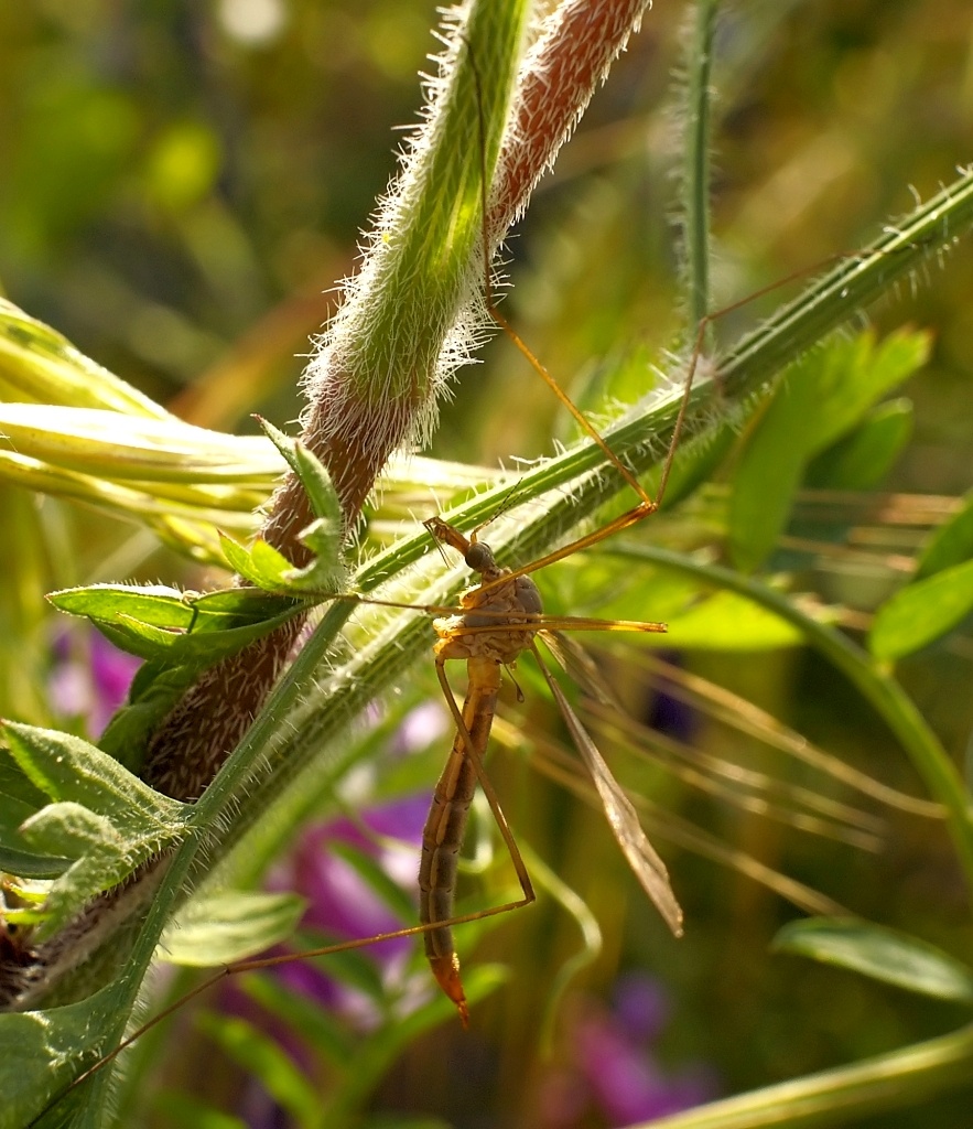 Cranefly