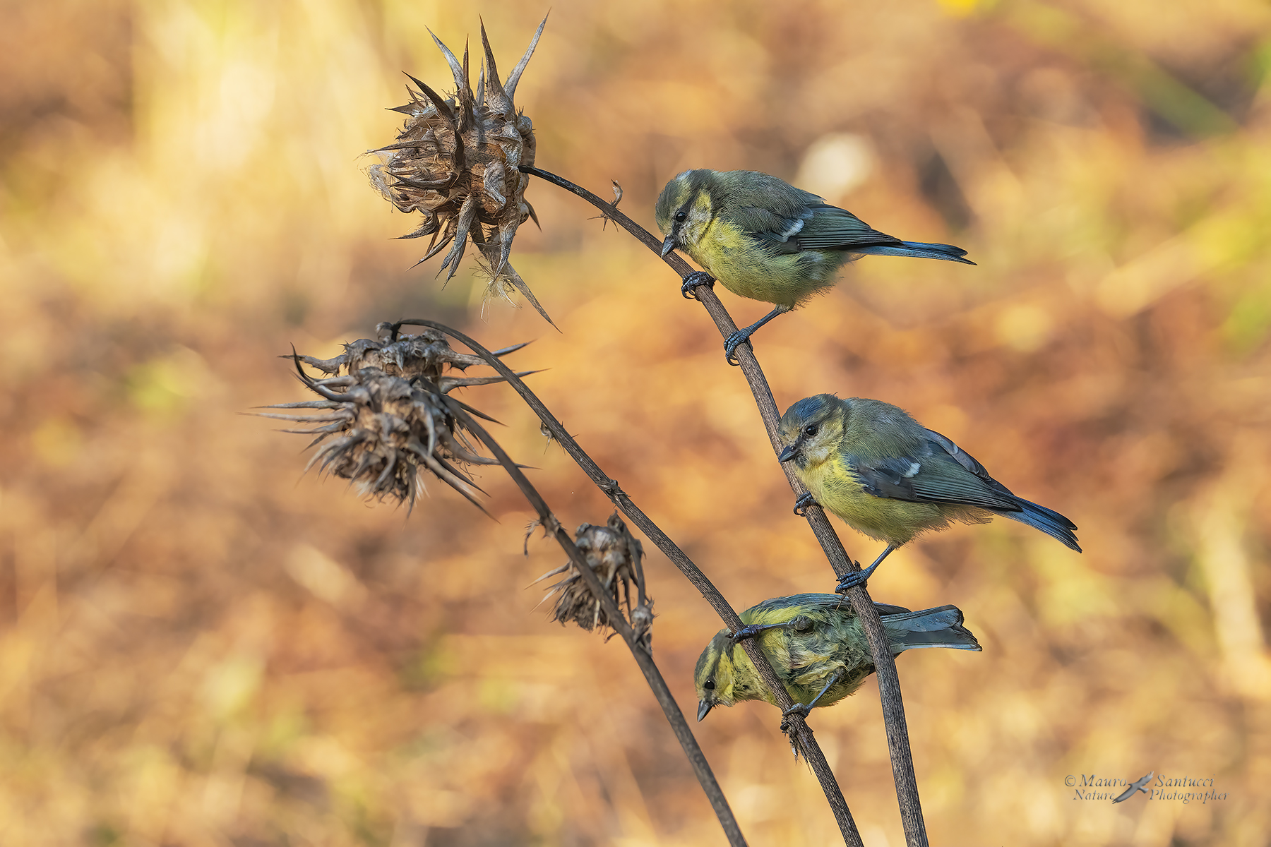 Cinciarelle_DSC02485