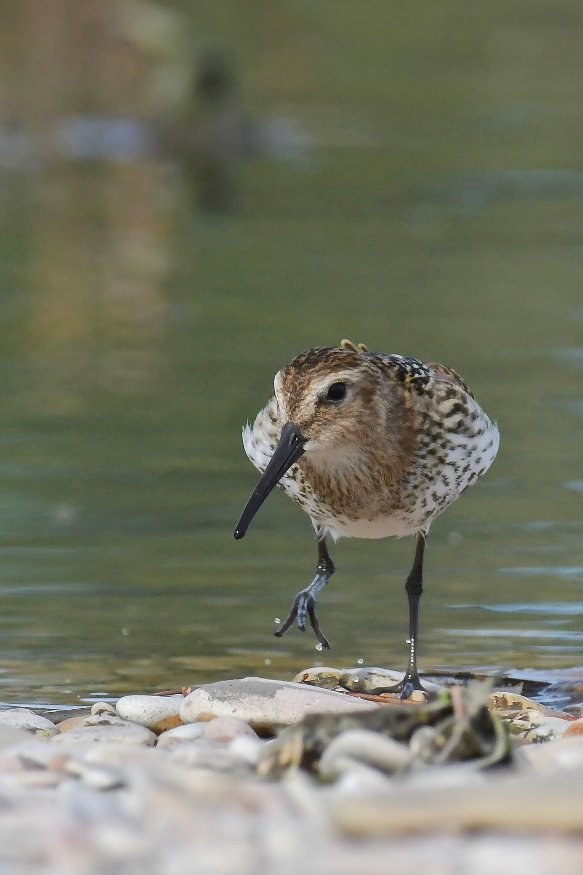 Piovanello pancianera