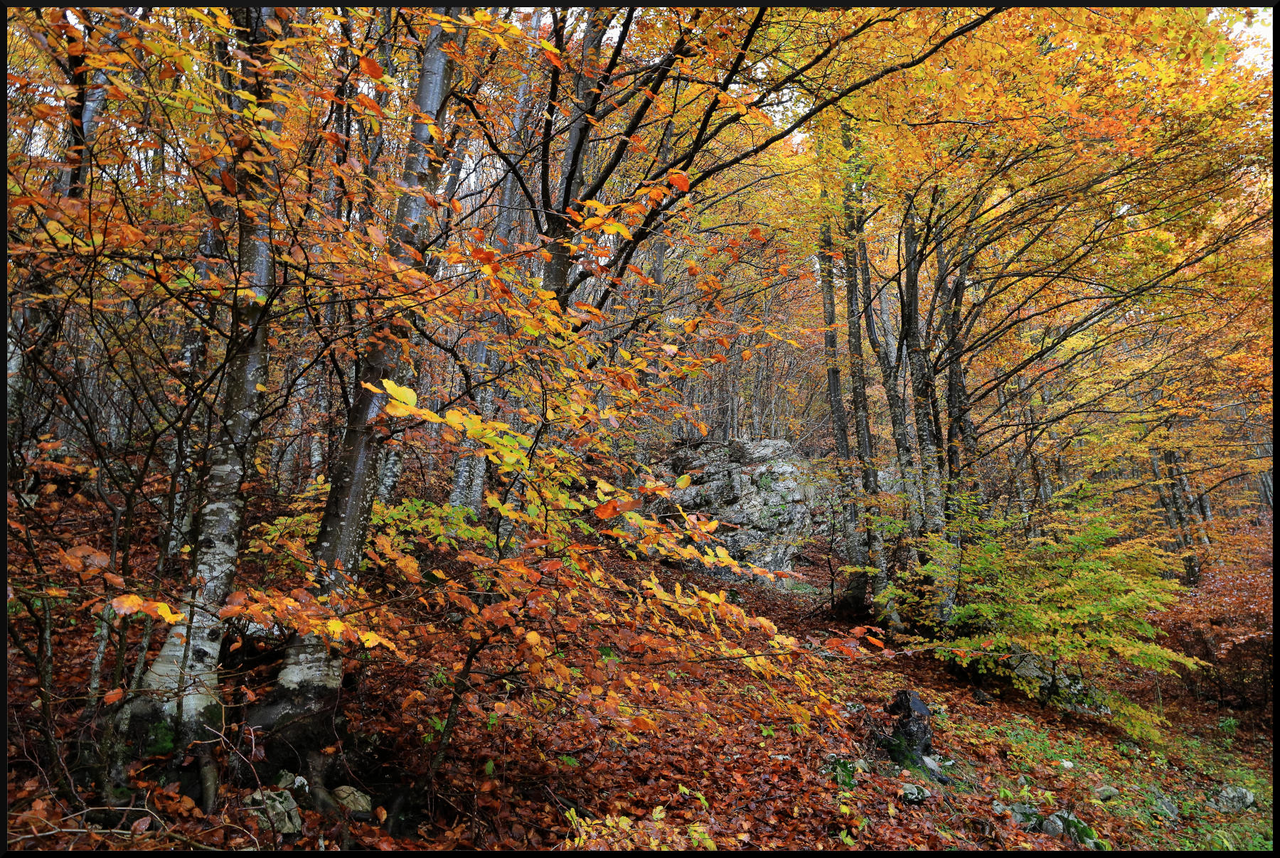 i colori dell'autunno...