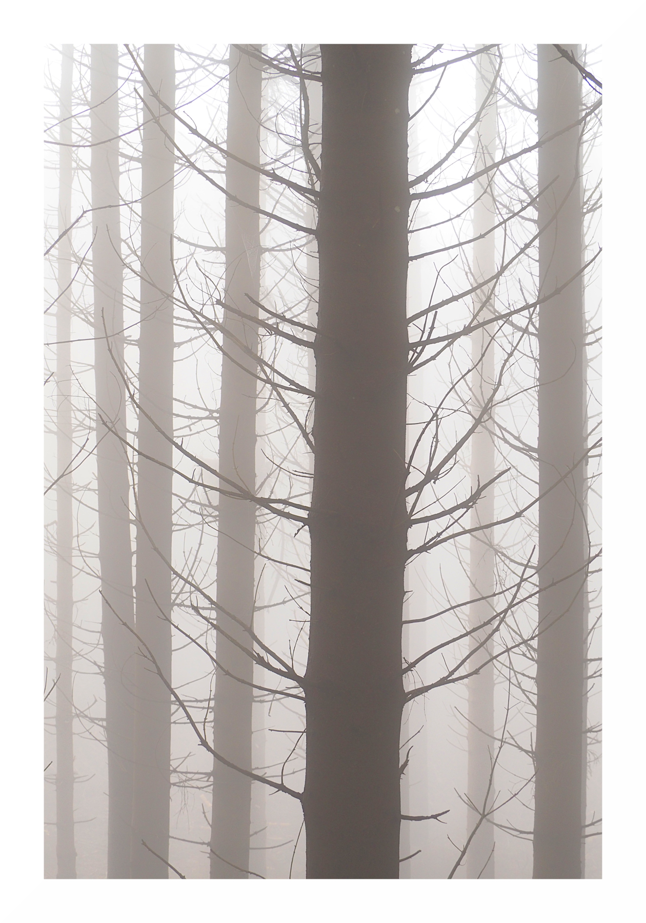 nebbia nel bosco spoglio