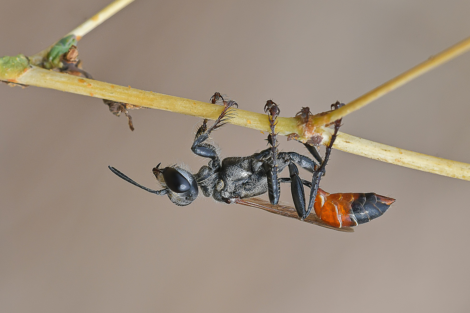 Ammophila
