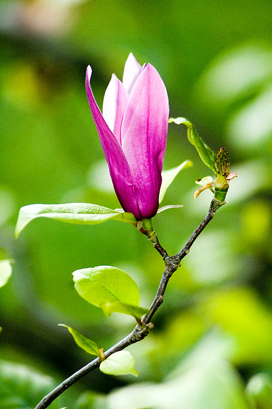Magnolia cinese