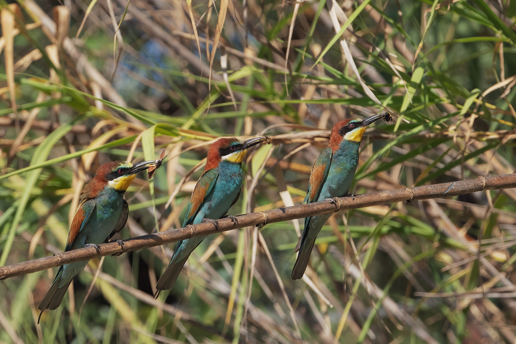 La-gara-delle-prede_DSC08286