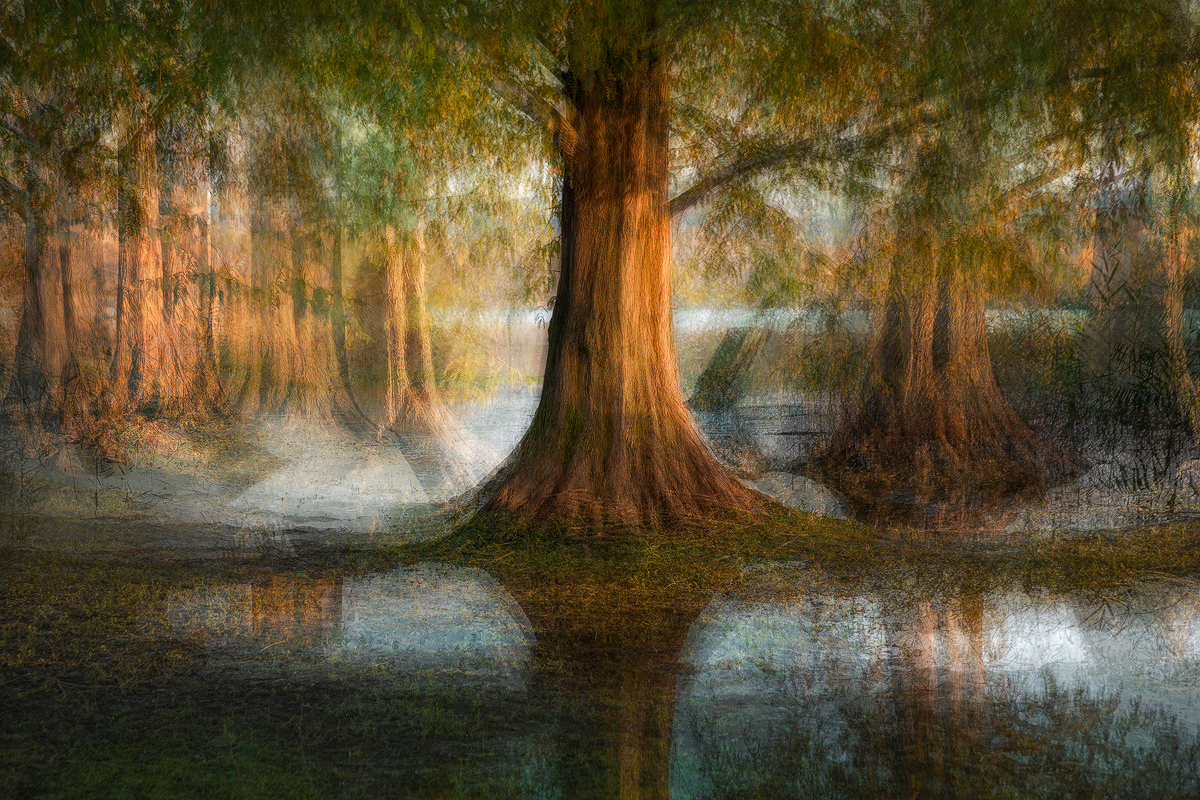 Flooded forest