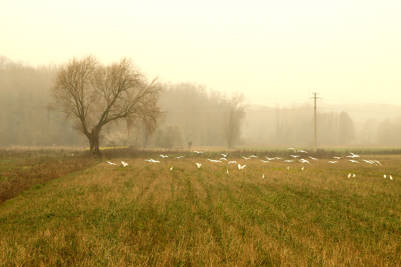 Volo di garzette invernale