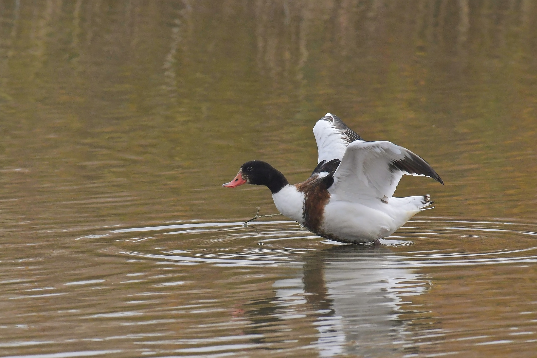 Lo stacco della volpoca