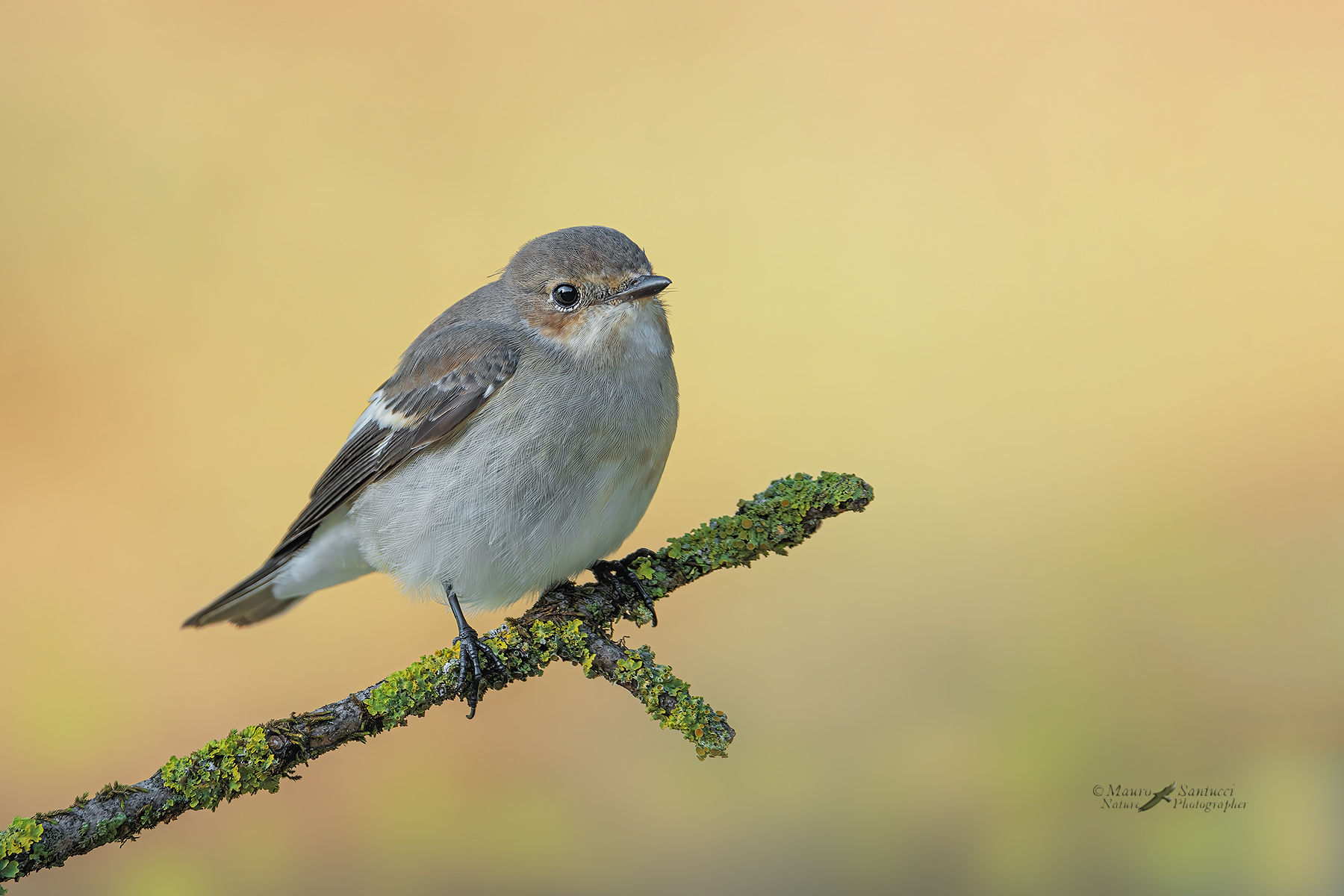 Balia-nera_Ficedula-hypoleuca_DSC04776