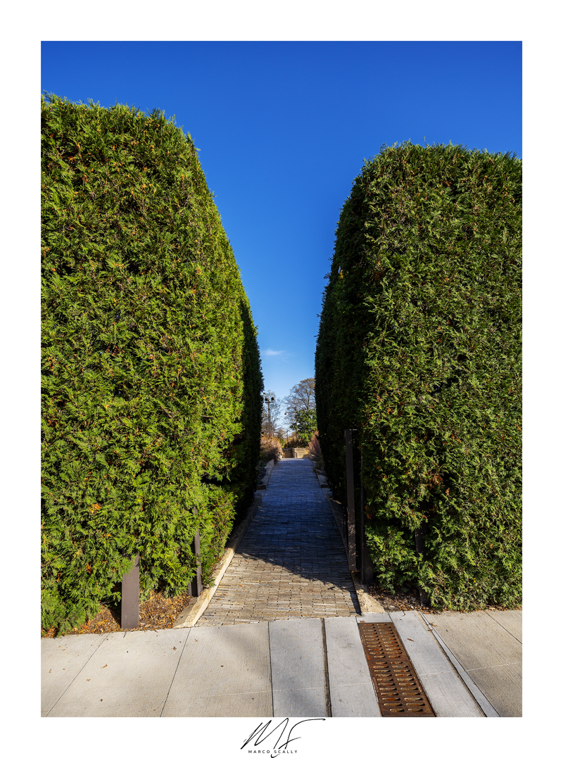 Two bushes and a path