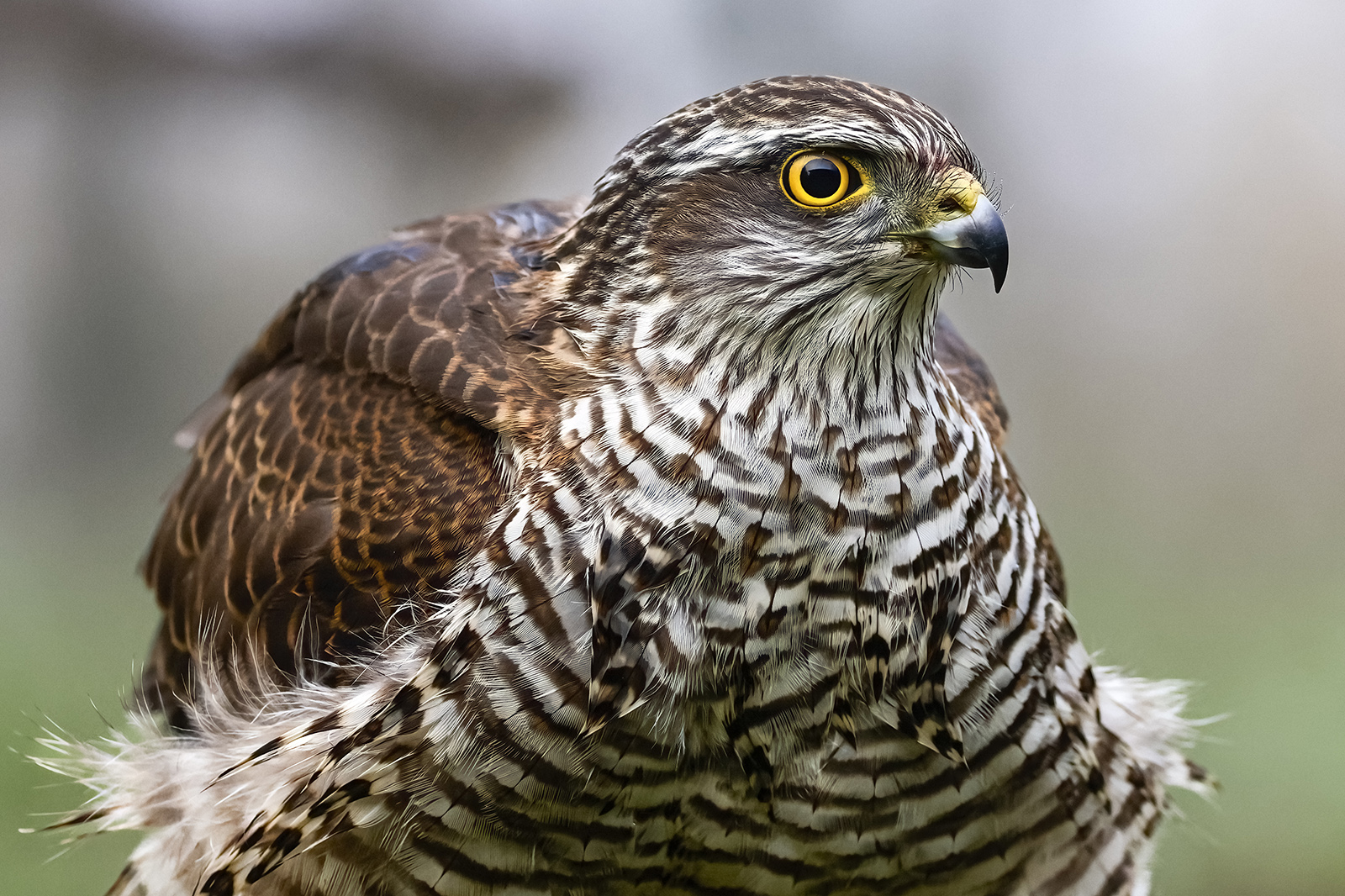 ritratto di sparviere