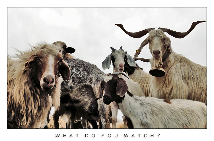 w h a t   d o   y o u   w a t c h ?