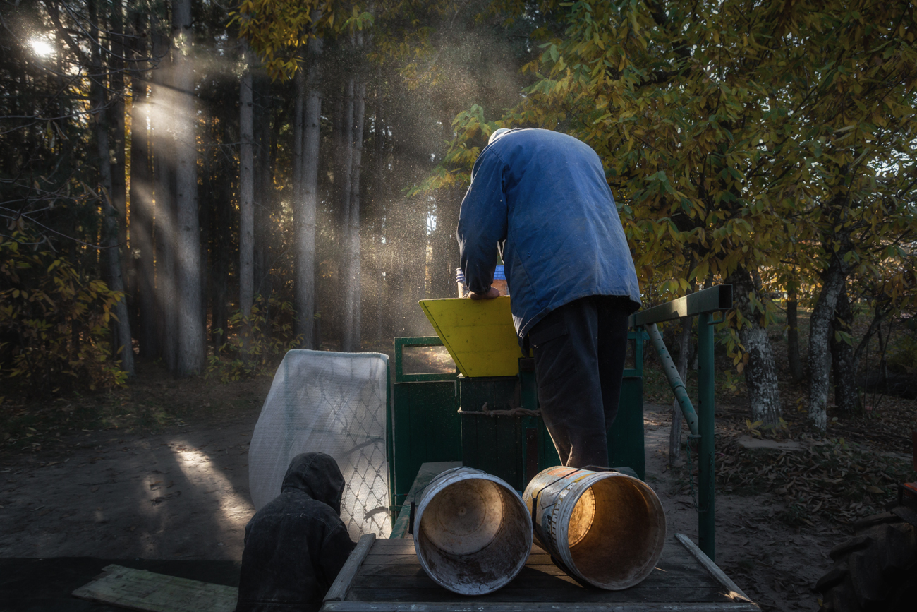trebbiatura delle castagne
