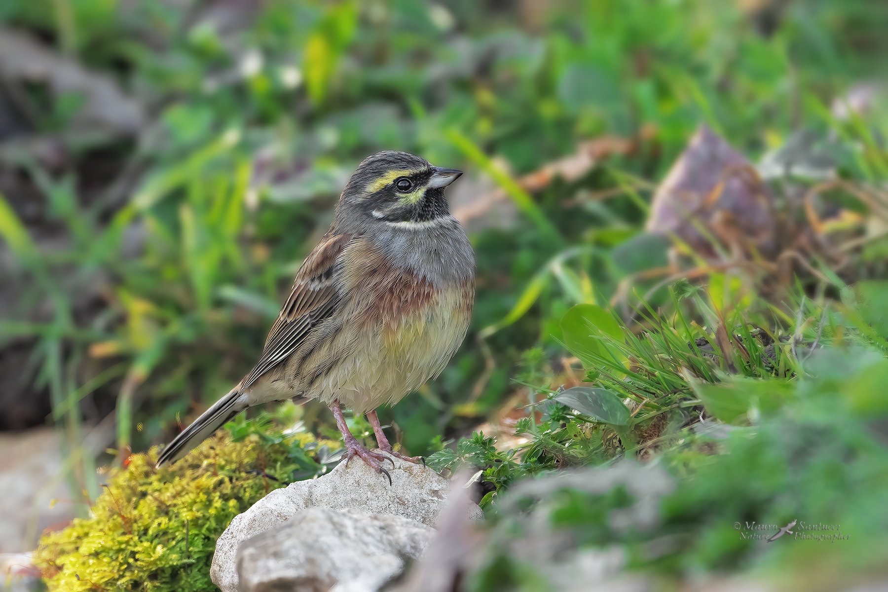 Zigolo-nero_DSC07680