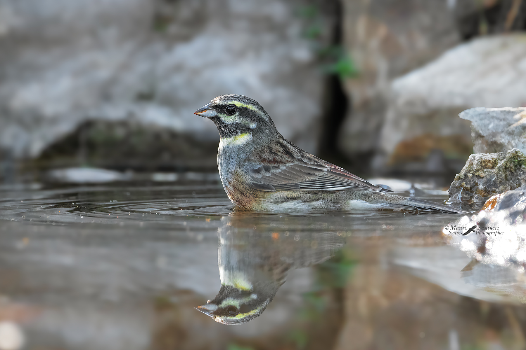 Zigolo-nero_DSC07619