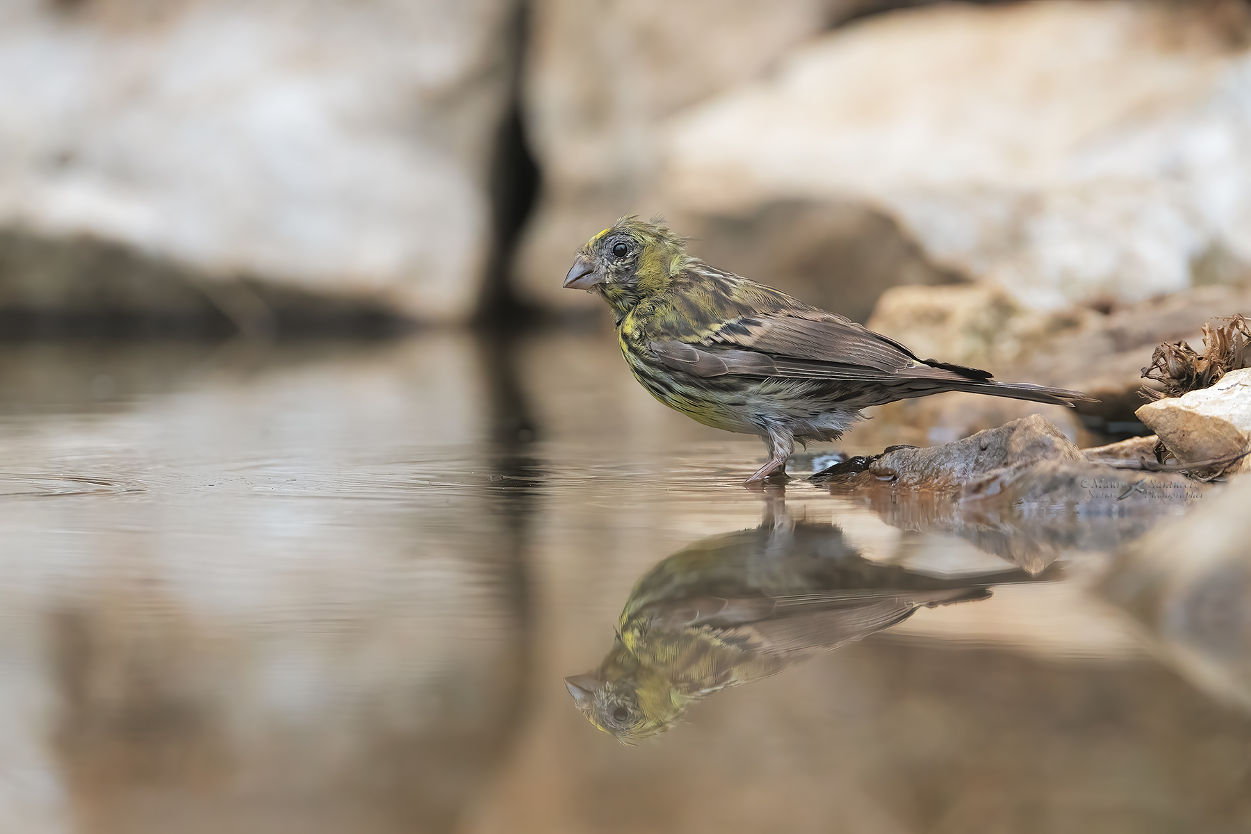Verzellino-allo-specchio_DSC04328